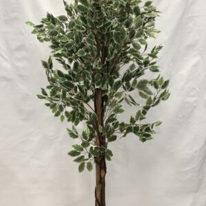 Standing Plant (A1)