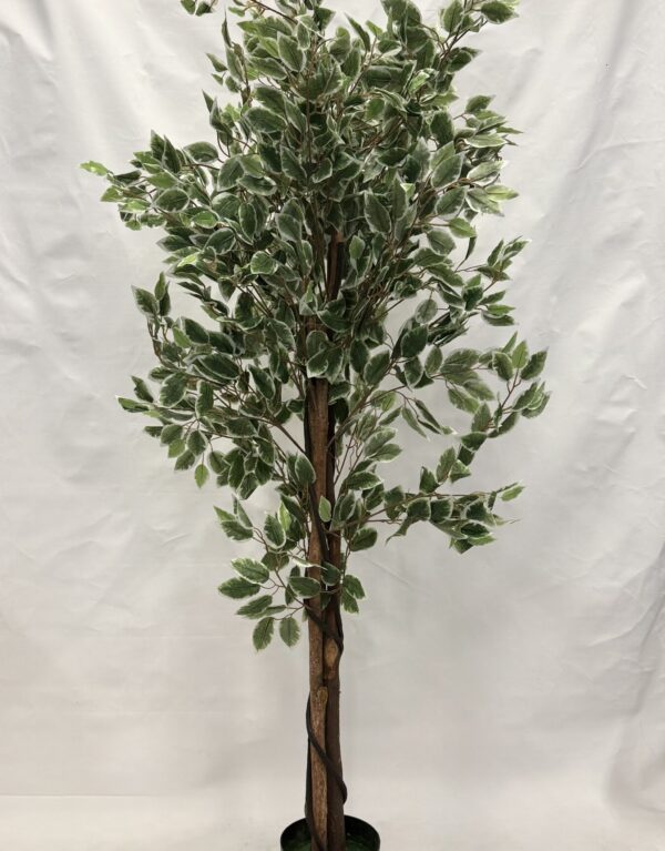 Standing Plant (A1)