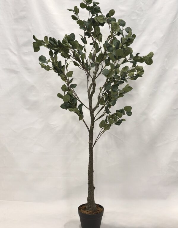 Standing Plant (C1)