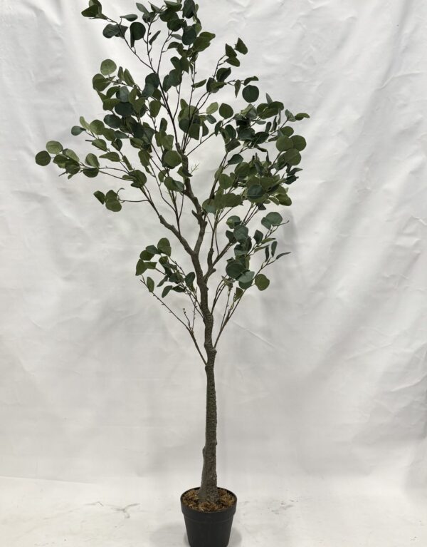 Standing Plant (C2)