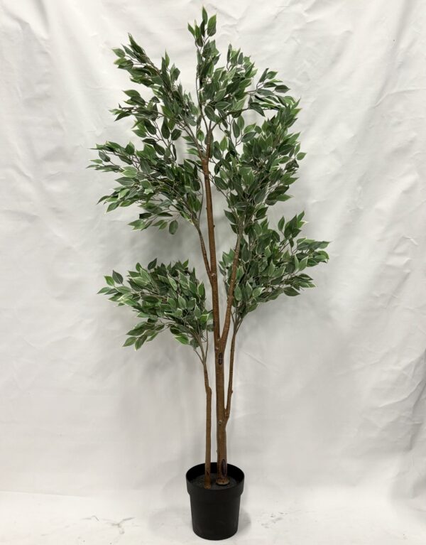 Standing Plant (D1)