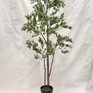 Standing Plant (D2)