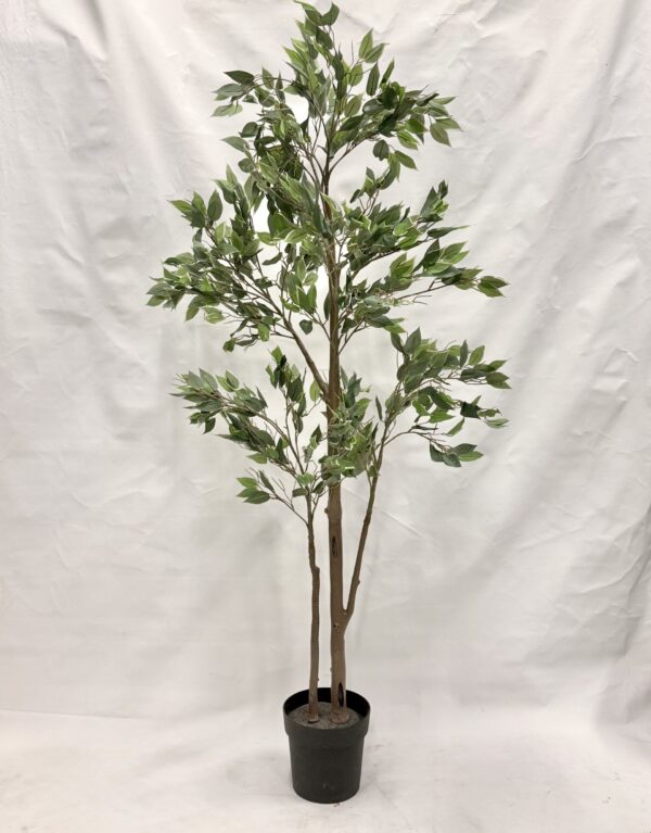 Standing Plant (D2)