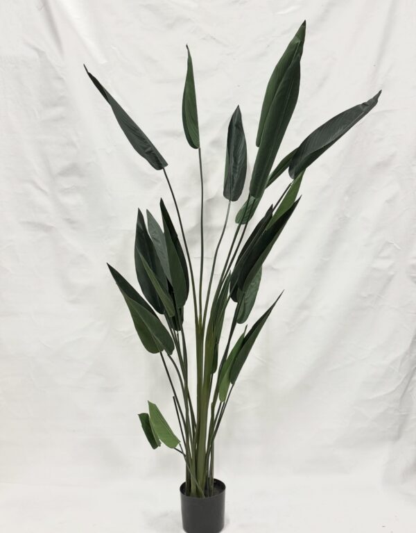 Standing Plant (F1)