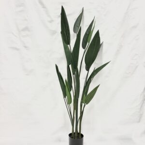 Standing Plant (F2)