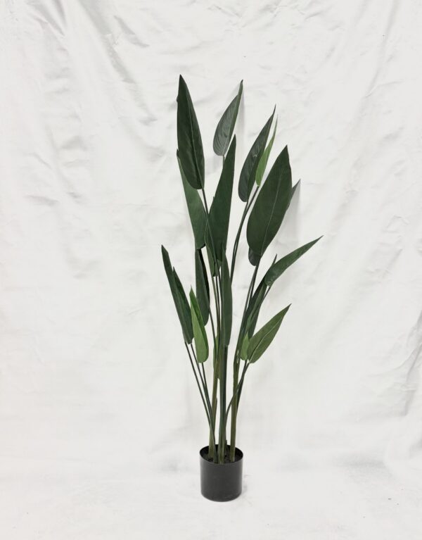 Standing Plant (F2)