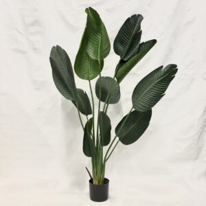 Standing Plant (H1)