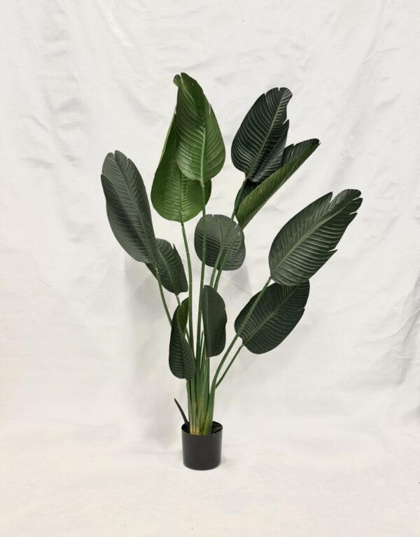 Standing Plant (H1)