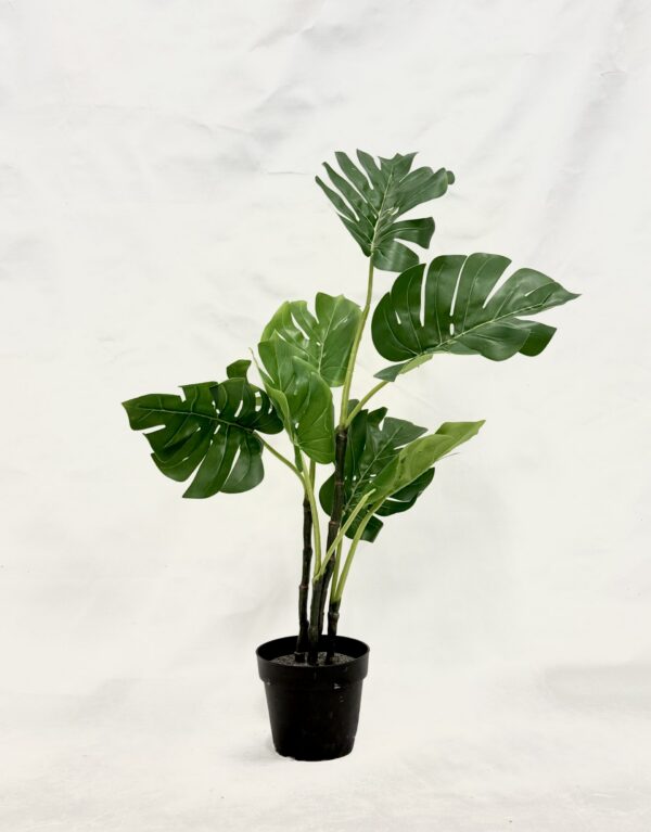 Standing Plant (K2)