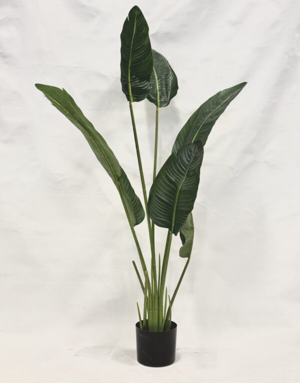 Standing Plant (L1)