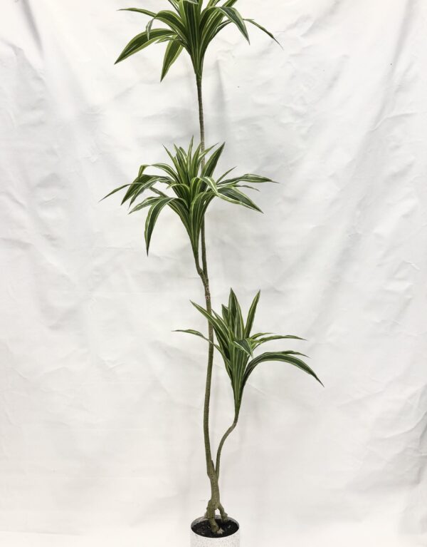 Standing Plant (M1)