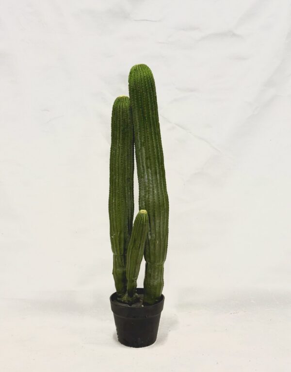 Standing Plant (S1)