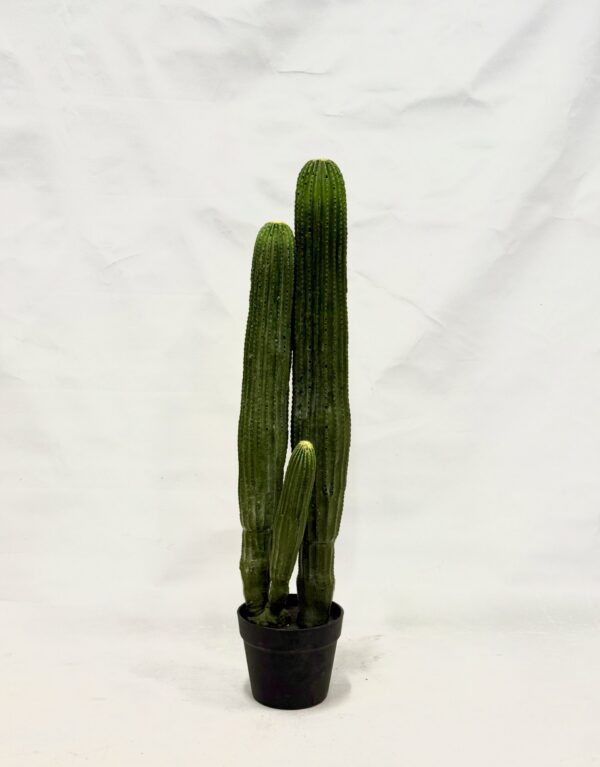 Standing Plant (S2)
