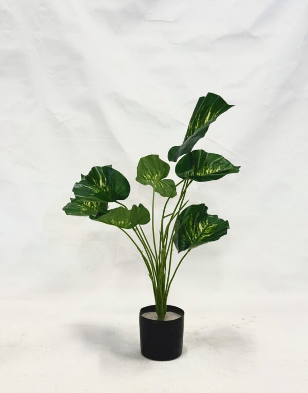 Standing Plant (X1)