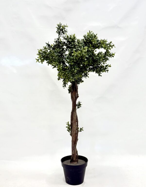 Standing Plant (Y1)