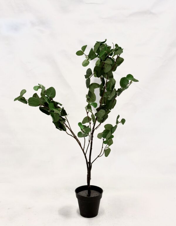 Standing Plant (Z1)