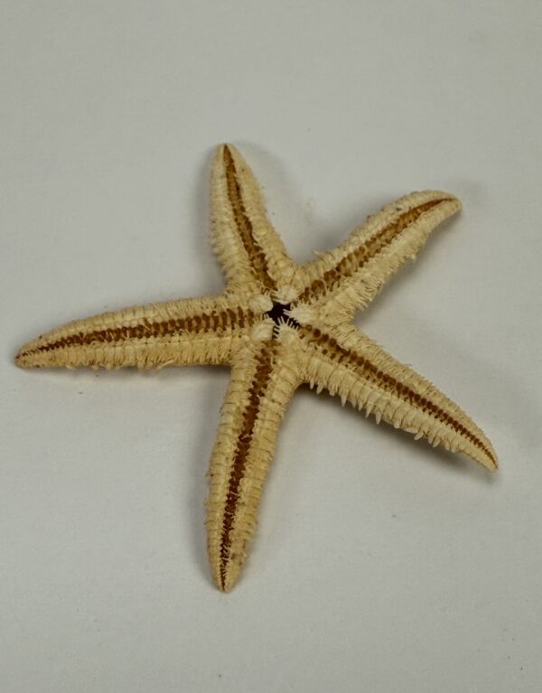 Lab Props_Starfish Specimens in a Box