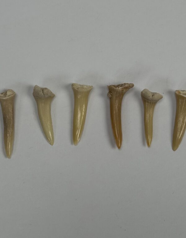 Lab Props_Shark Teeth Specimens in a Box