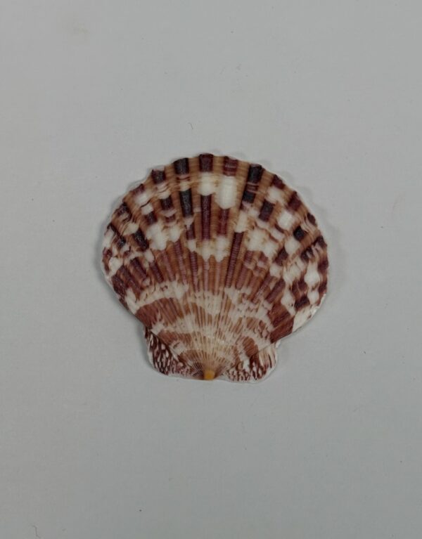 Lab Props_Sea Shell Specimens (Red Patterned Shells)