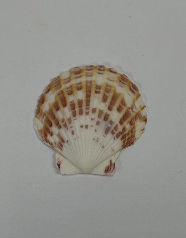 Lab Props_Sea Shell Specimens (Light Red Patterned Shells)
