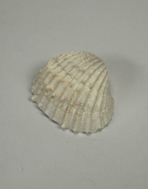 Lab Props_Sea Shell Specimens (White Shells)