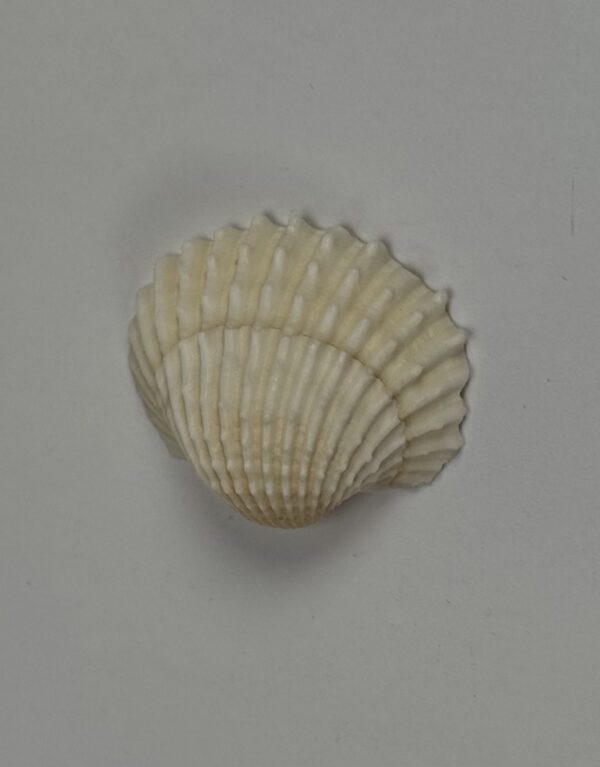 Lab Props_Sea Shell Specimens (Small White Shells)