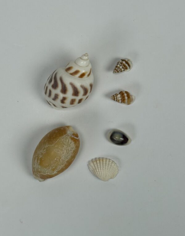 Lab Props_Sea Shell Specimens (Assorted Shells)